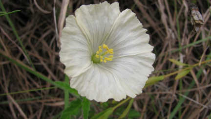 Monsonia emarginata