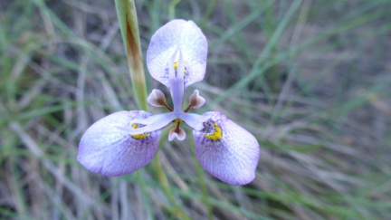 Moraea algoensis