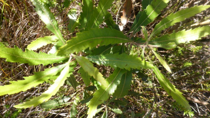 Morella quercifolia