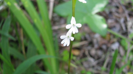 Nemesia