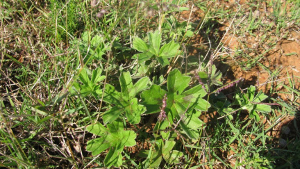 Pelargonium alchemeloides