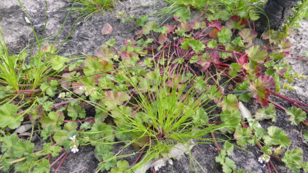 Pelargonium grossularioides