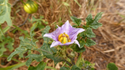 Solanum hermannii