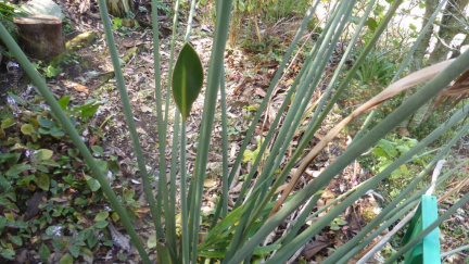 Strelitzia parviflora